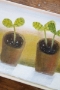 Seedlings on Windowsill - SALE