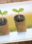 Seedlings on Windowsill - SALE