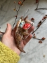 Picture of A Donkey Ornament – OOAK art pottery by Julie Whitmore