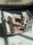 Picture of Widdershin Wee Bed...for Petite Blythe & Teddy Friends...wait list/pre-order