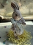 Picture of Peter Bunny - ooak rabbit by Widdershin Bears