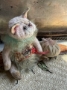 Picture of Kitty Love - by Natalia Grosu - SALE