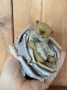 Picture of Wee Betty Bloom 3.5" -  ooak Art Ted by Ingrid Schmid of Bears N' Co 