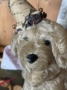 Picture of "Grand Party Pet " - ooak soft sculpture dog  by Letty Worley 
