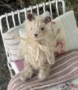 Picture of Tiny Ted Treasure- 2.75" ooak by Widdershin Bears  - copy