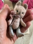 Picture of Calico Buns - ooak mini art toy by Olesya of Amici & Orsetti 