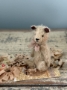 Picture of Luna - 3" Mohair Ted  by Widdershin Bears
